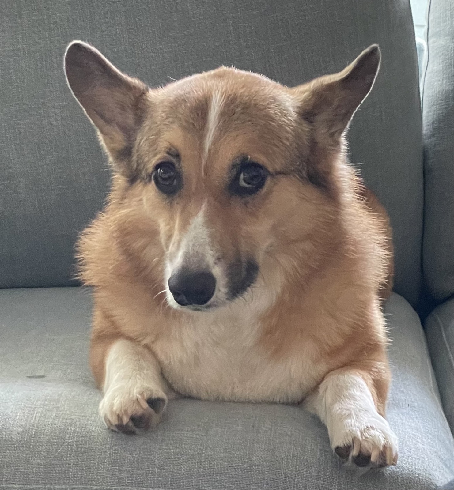 George the Pembroke Welsh Corgi looking noble