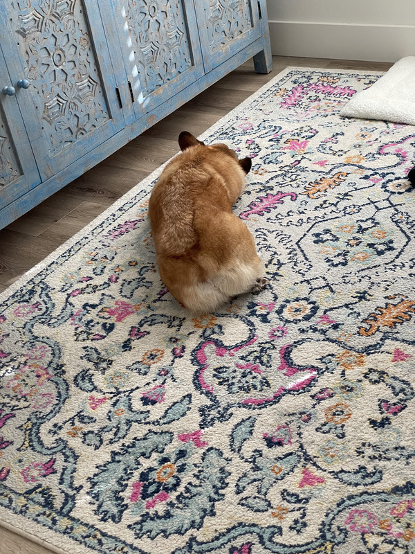 George sitting on a rug, showing off his fluffy corgi butt
