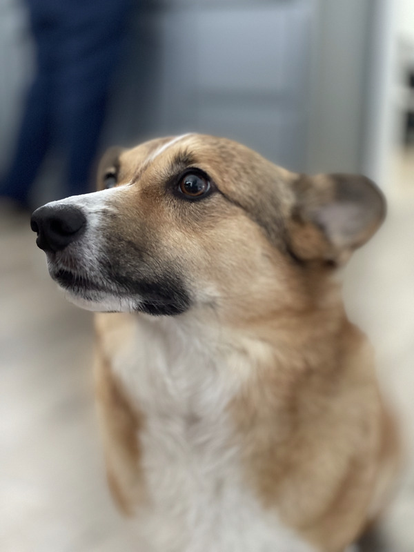 George looking alert and curious