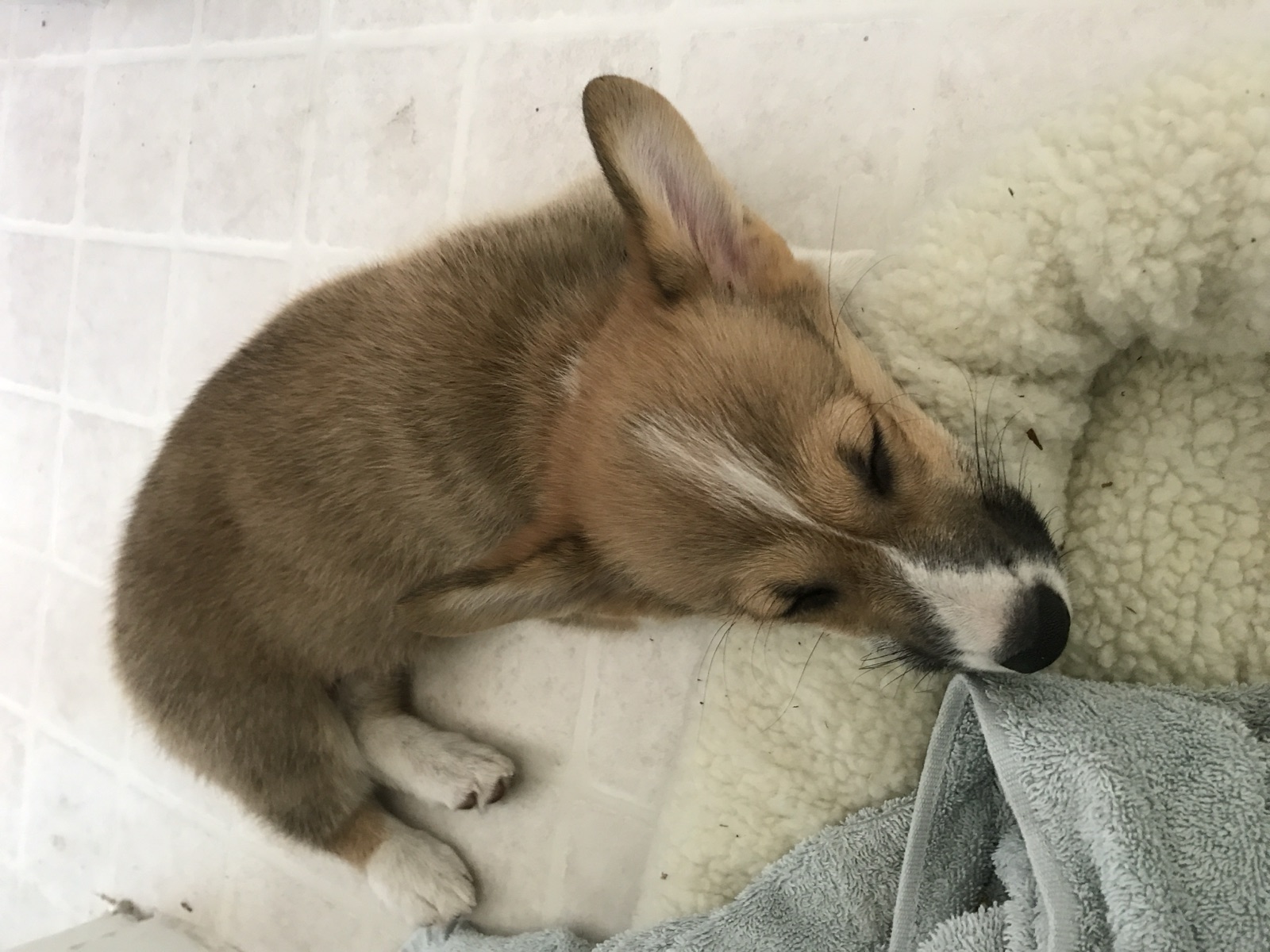 George as a sleepy puppy