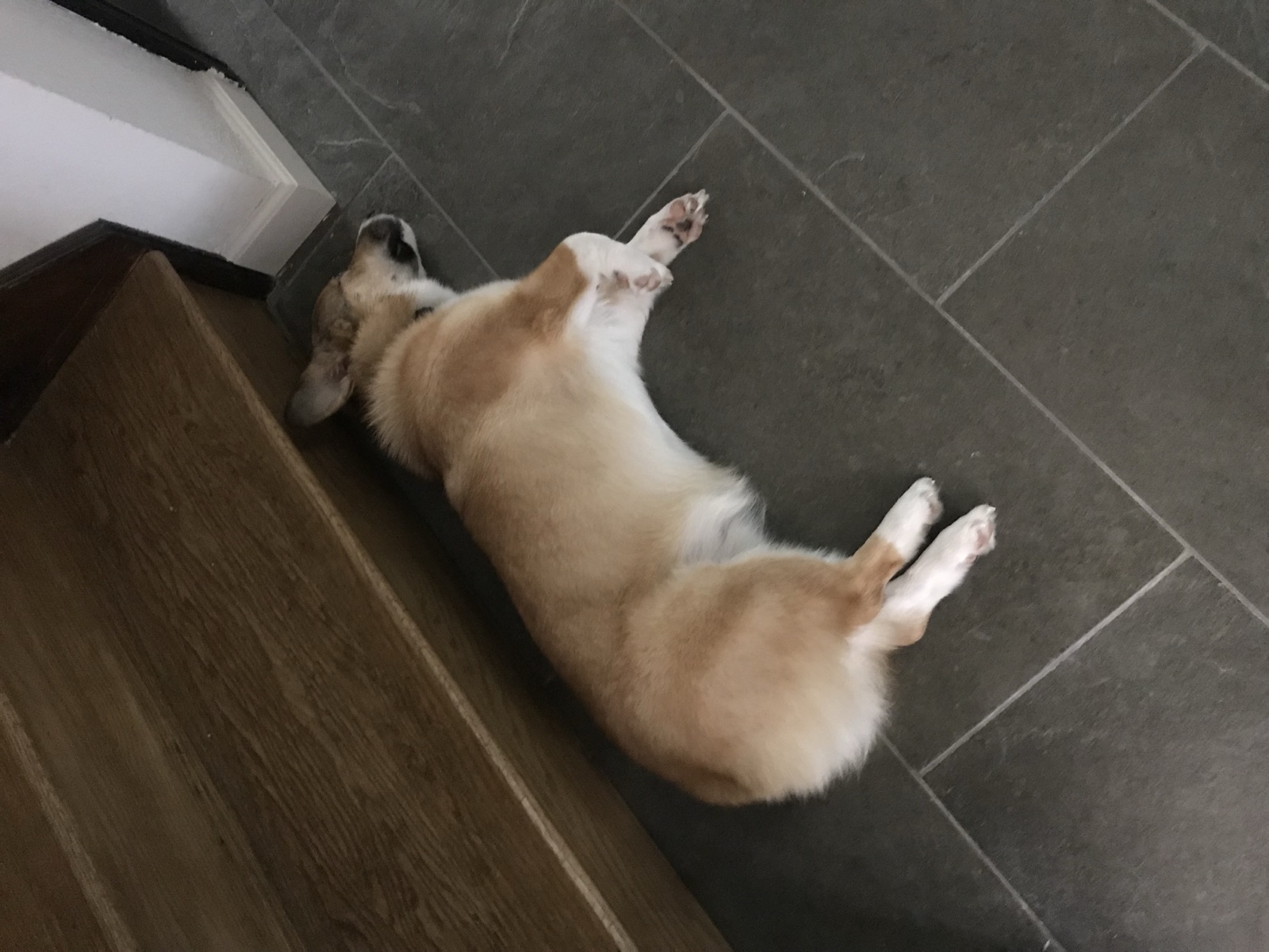 George napping on his side on the cool tile floor by the stairs