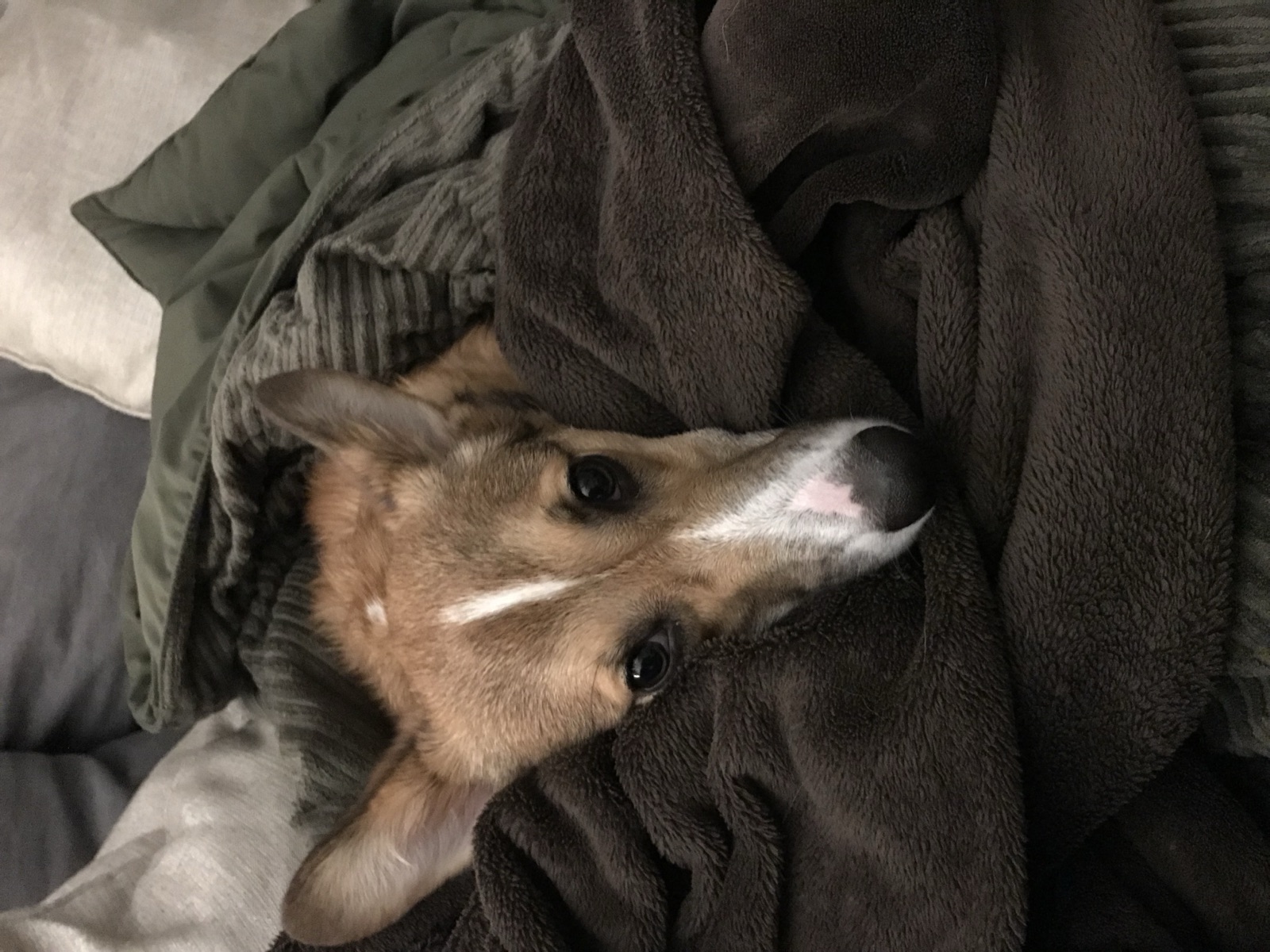 George snuggled in blankets